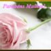 8 DE MARÇO DIA INTERNACIONAL DA MULHER