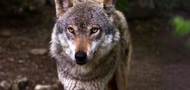 O LOBO IBÉRICO SERÁ O TEMA CENTRAL DO SARAU CULTURAL QUE ACONTECE EM MOIMENTA DA BEIRA NO DIA 15 DE JUNHO