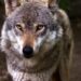 O LOBO IBÉRICO SERÁ O TEMA CENTRAL DO SARAU CULTURAL QUE ACONTECE EM MOIMENTA DA BEIRA NO DIA 15 DE JUNHO