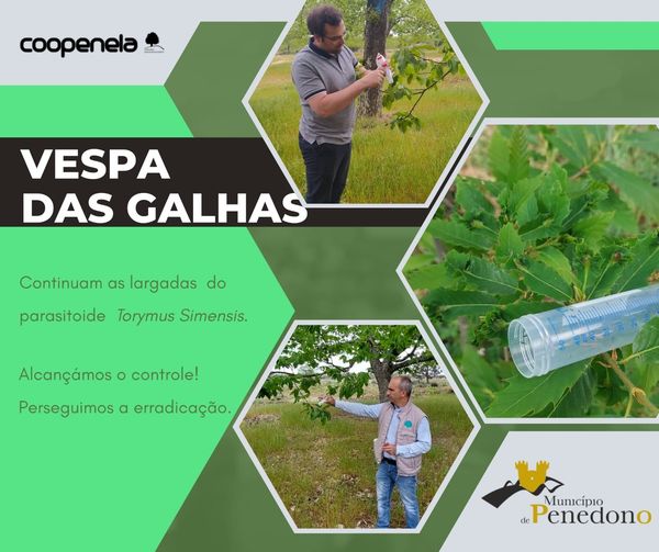 PENEDONO : PRAGA DA VESPA DAS GALHAS DO CASTANHEIRO “CONTROLADA”
