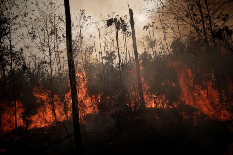 Mangualde: Homem 38 anos detido por suspeitas de crimes de incêndio florestal