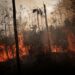 Mangualde: Homem 38 anos detido por suspeitas de crimes de incêndio florestal