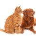 Moimenta da Beira : Campanha de esterilização de cães e gatos continua até 15 de Setembro