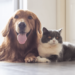 Moimenta da Beira : Câmara Municipal  promove mais uma Campanha de Esterilização Solidária de Cães e Gatos
